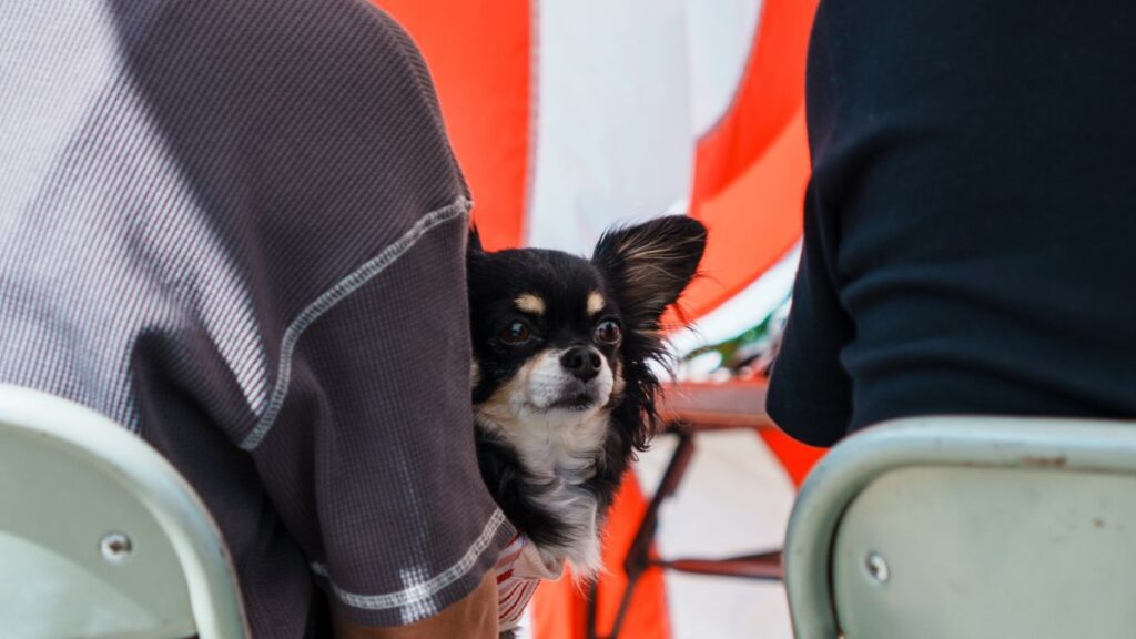 鯖江市中野町の地鎮祭に参加した犬